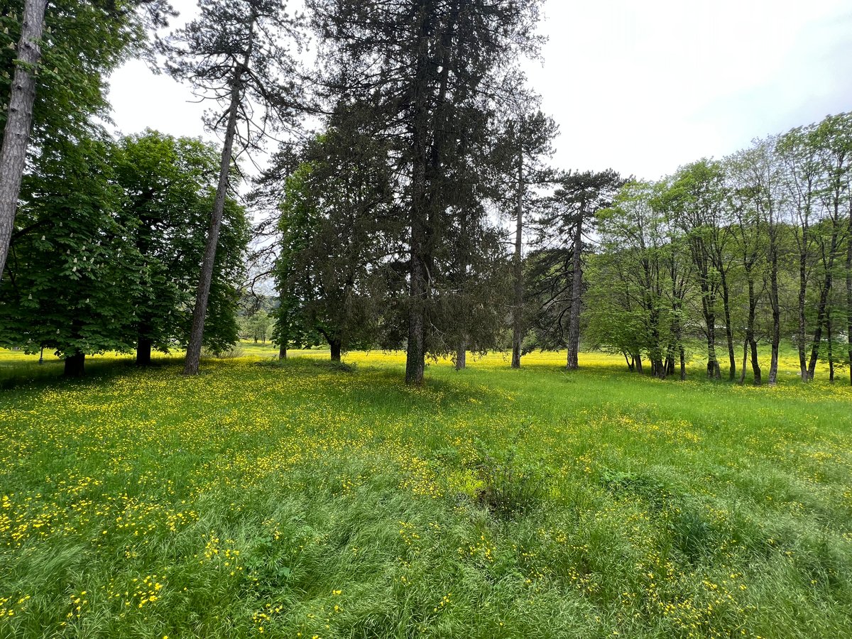 A meadow with trees and small yellow flowers dotting the grass.