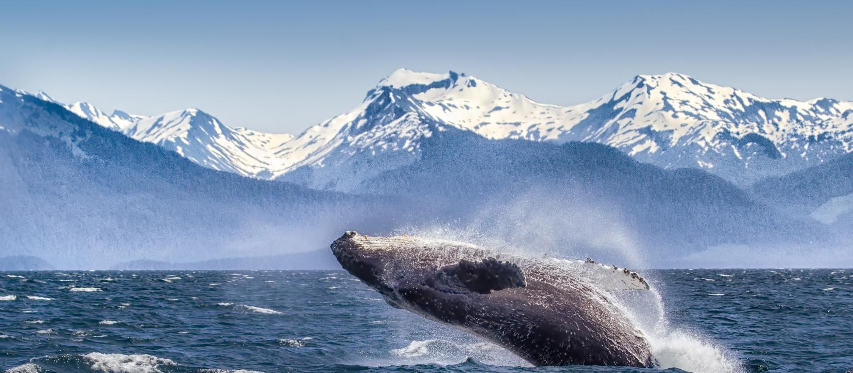 In Alaska, a Humpback Whale breeching the water with glaciers in the backgound