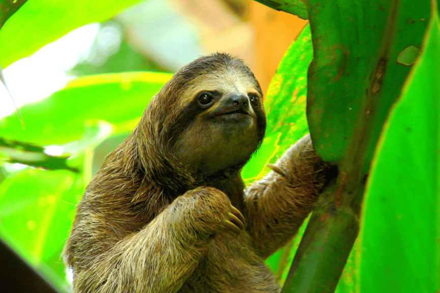 Sloth eating leaves in the Costa Rica rainforest